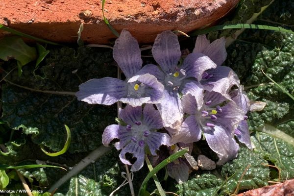 Βιβλιοθήκη Xαρίκλεια Xλωρίδα-10