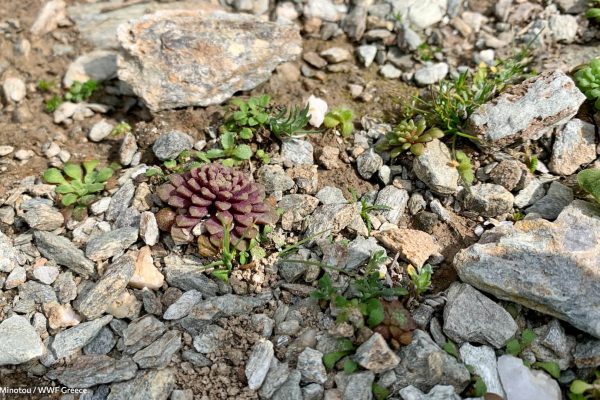 Βιβλιοθήκη Xαρίκλεια Xλωρίδα-11