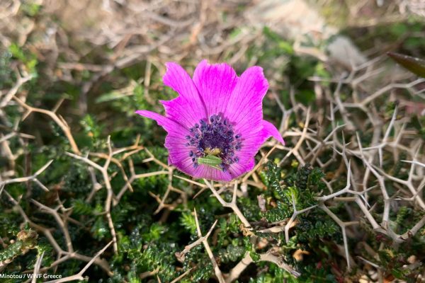 Βιβλιοθήκη Xαρίκλεια Xλωρίδα-12