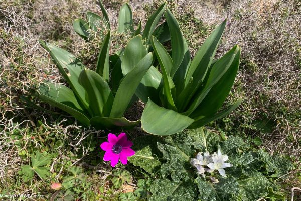 Βιβλιοθήκη Xαρίκλεια Xλωρίδα-13