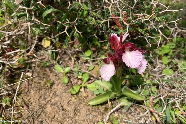 Βιβλιοθήκη Xαρίκλεια Xλωρίδα-14