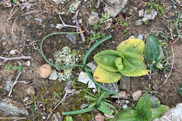 Βιβλιοθήκη Xαρίκλεια Xλωρίδα-15