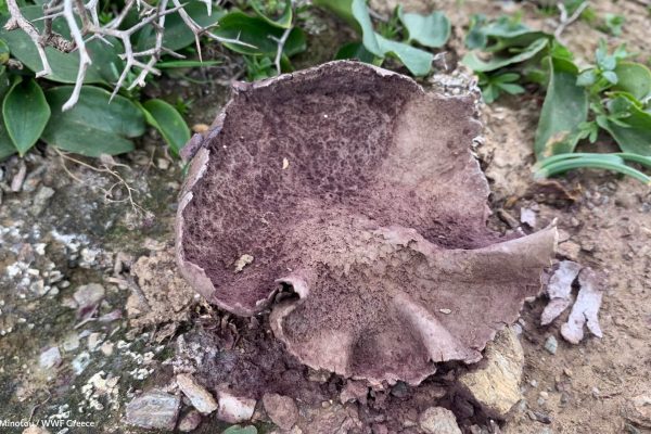 Βιβλιοθήκη Xαρίκλεια Xλωρίδα-16