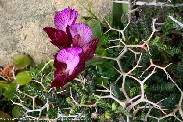 Βιβλιοθήκη Xαρίκλεια Xλωρίδα-17