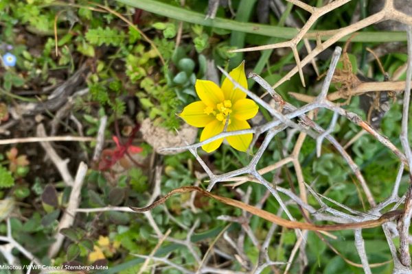 Βιβλιοθήκη Xαρίκλεια Xλωρίδα-18