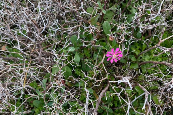 Βιβλιοθήκη Xαρίκλεια Xλωρίδα-19