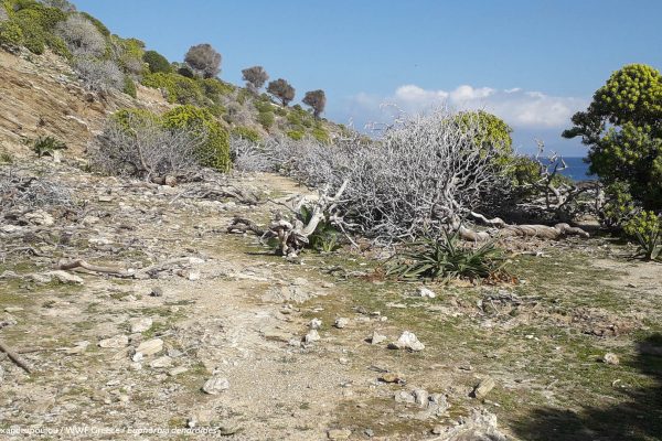 Βιβλιοθήκη Xαρίκλεια Xλωρίδα-2