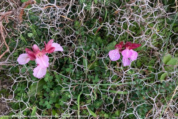 Βιβλιοθήκη Xαρίκλεια Xλωρίδα-20