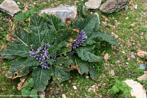 Βιβλιοθήκη Xαρίκλεια Xλωρίδα-21