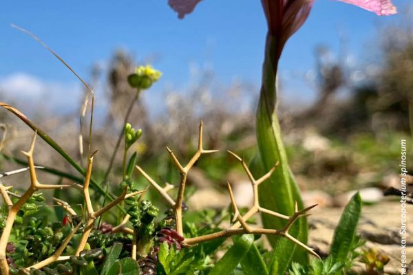 Βιβλιοθήκη Xαρίκλεια Xλωρίδα-22