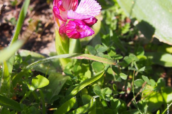 Βιβλιοθήκη Xαρίκλεια Xλωρίδα-23