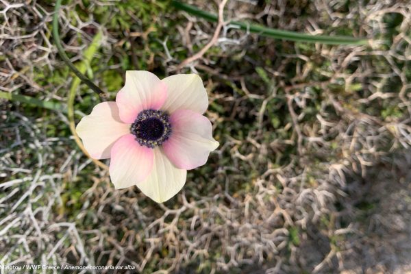 Βιβλιοθήκη Xαρίκλεια Xλωρίδα-24