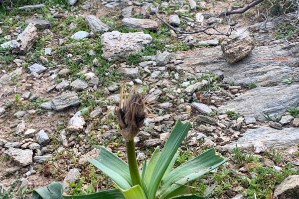 Βιβλιοθήκη Xαρίκλεια Xλωρίδα-25