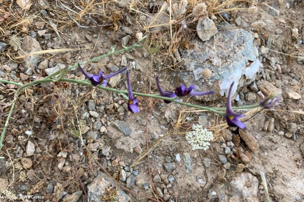 Βιβλιοθήκη Xαρίκλεια Xλωρίδα-26