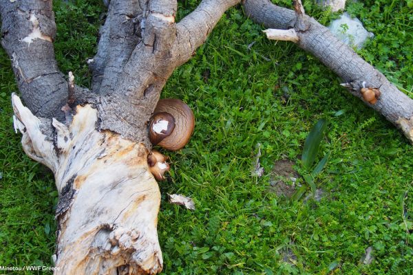 Βιβλιοθήκη Xαρίκλεια Xλωρίδα-27