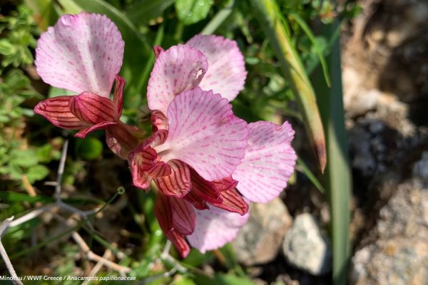Βιβλιοθήκη Xαρίκλεια Xλωρίδα-28