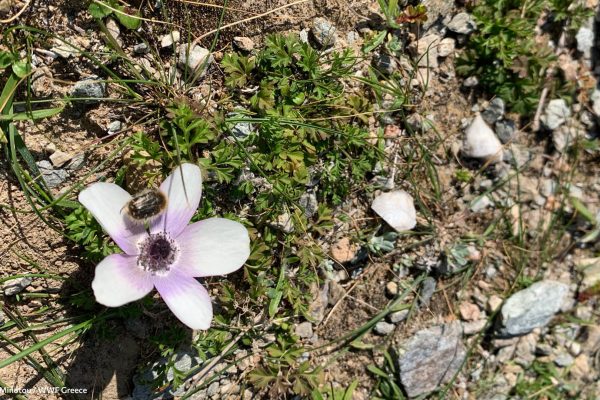 Βιβλιοθήκη Xαρίκλεια Xλωρίδα-29