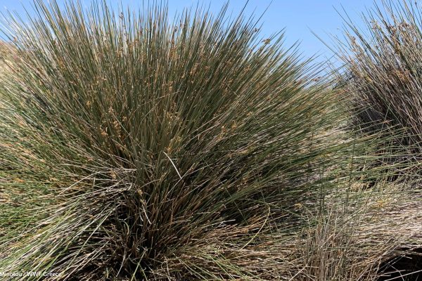 Βιβλιοθήκη Xαρίκλεια Xλωρίδα-3