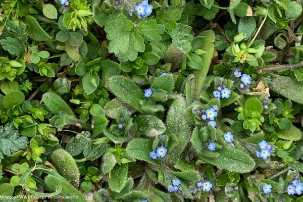 Βιβλιοθήκη Xαρίκλεια Xλωρίδα-30