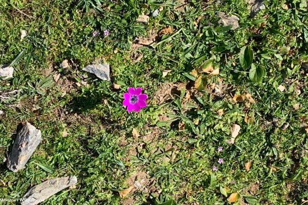 Βιβλιοθήκη Xαρίκλεια Xλωρίδα-31