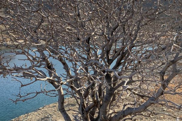 Βιβλιοθήκη Xαρίκλεια Xλωρίδα-32