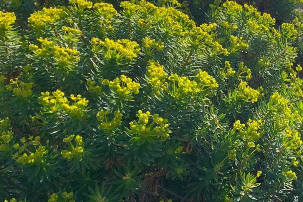 Βιβλιοθήκη Xαρίκλεια Xλωρίδα-33