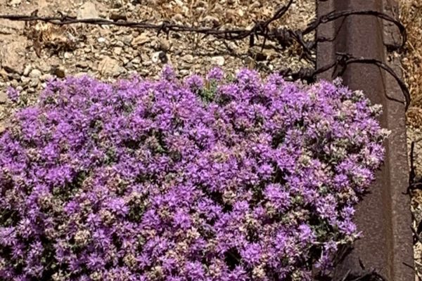 Βιβλιοθήκη Xαρίκλεια Xλωρίδα-34