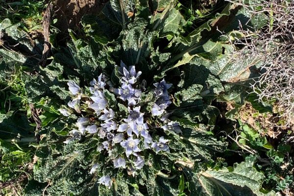 Βιβλιοθήκη Xαρίκλεια Xλωρίδα-35