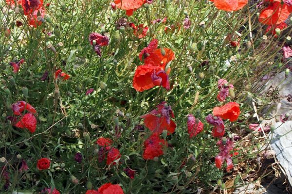 Βιβλιοθήκη Xαρίκλεια Xλωρίδα-36