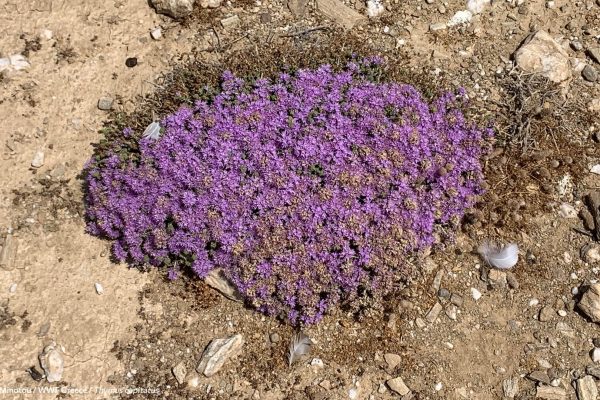 Βιβλιοθήκη Xαρίκλεια Xλωρίδα-37