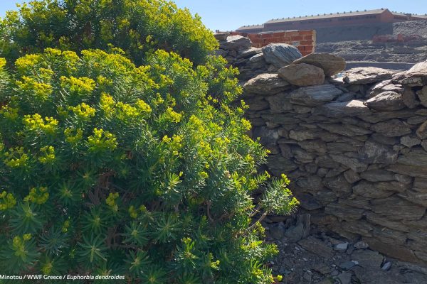 Βιβλιοθήκη Xαρίκλεια Xλωρίδα-38