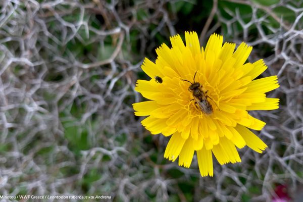 Βιβλιοθήκη Xαρίκλεια Xλωρίδα-39