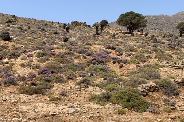 Βιβλιοθήκη Xαρίκλεια Xλωρίδα-4