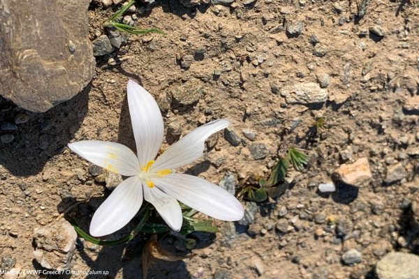 Βιβλιοθήκη Xαρίκλεια Xλωρίδα-40