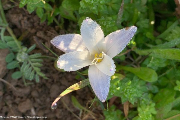 Βιβλιοθήκη Xαρίκλεια Xλωρίδα-41