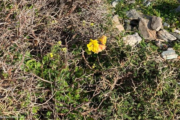 Βιβλιοθήκη Xαρίκλεια Xλωρίδα-5