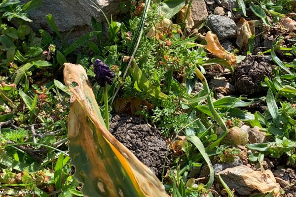 Βιβλιοθήκη Xαρίκλεια Xλωρίδα-6