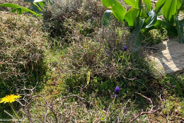 Βιβλιοθήκη Xαρίκλεια Xλωρίδα-7