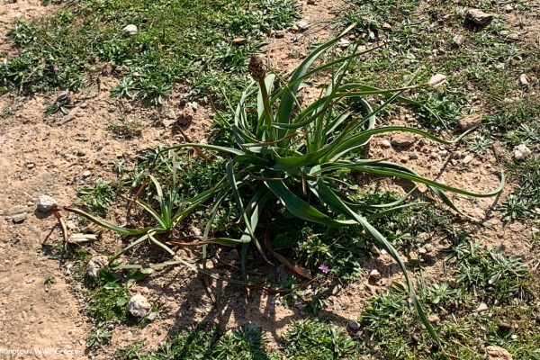 Βιβλιοθήκη Xαρίκλεια Xλωρίδα-8