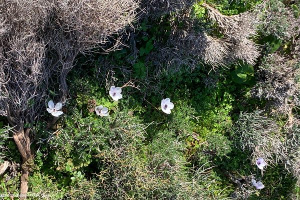 Βιβλιοθήκη Xαρίκλεια Xλωρίδα-9