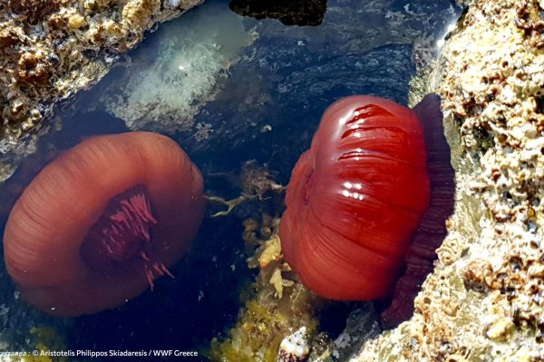 Βιβλιοθήκη Θαλάσσια Πανίδα-1