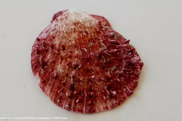 Βιβλιοθήκη Θαλάσσια Πανίδα-10