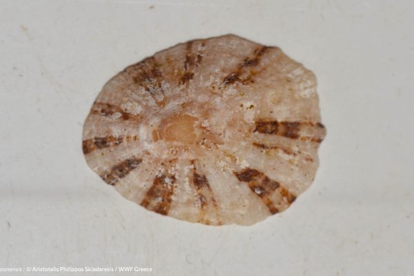 Βιβλιοθήκη Θαλάσσια Πανίδα-11