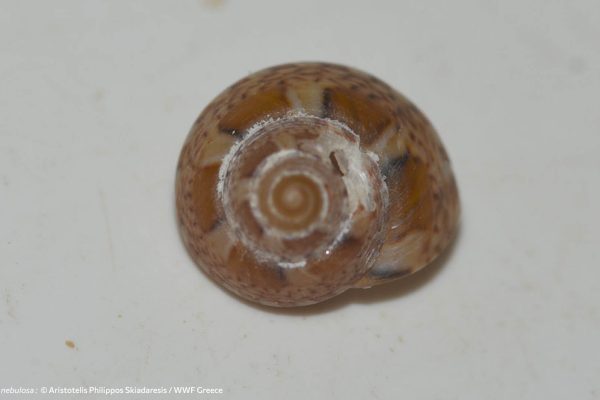 Βιβλιοθήκη Θαλάσσια Πανίδα-12