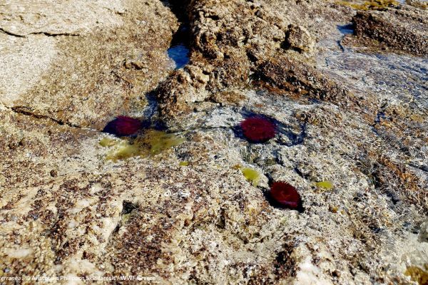 Βιβλιοθήκη Θαλάσσια Πανίδα-2