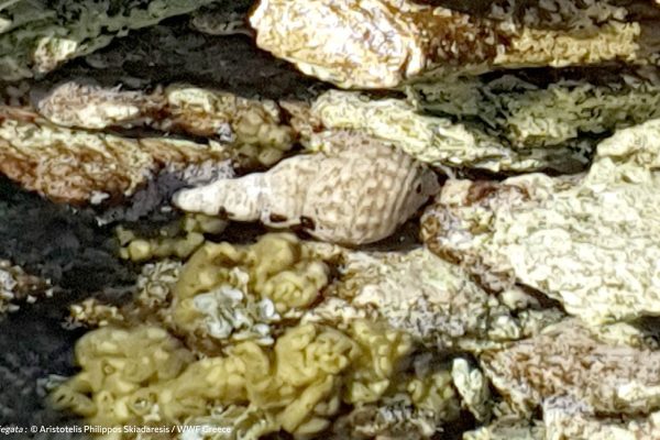 Βιβλιοθήκη Θαλάσσια Πανίδα-3