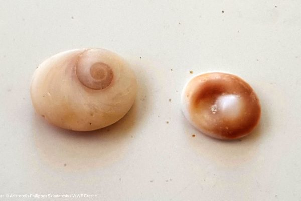 Βιβλιοθήκη Θαλάσσια Πανίδα-4