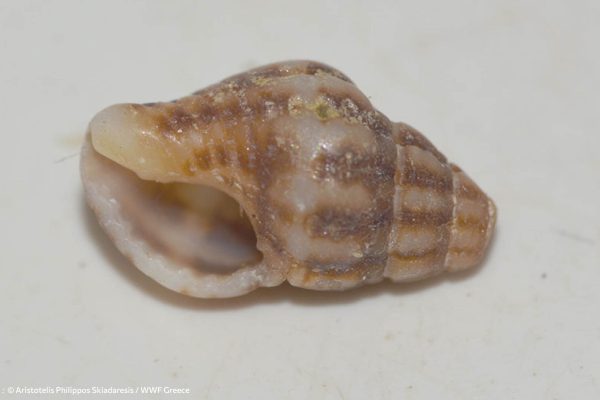 Βιβλιοθήκη Θαλάσσια Πανίδα-6