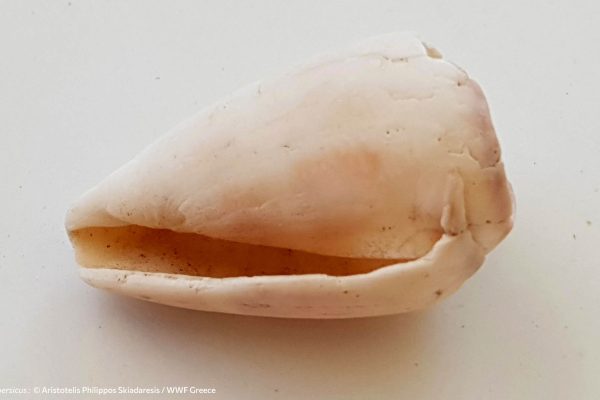 Βιβλιοθήκη Θαλάσσια Πανίδα-7