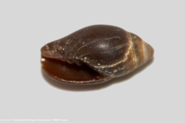 Βιβλιοθήκη Θαλάσσια Πανίδα-8